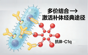 別低估了C1q，從補體起始分子到免疫穩(wěn)態(tài)調(diào)控者的認知躍遷