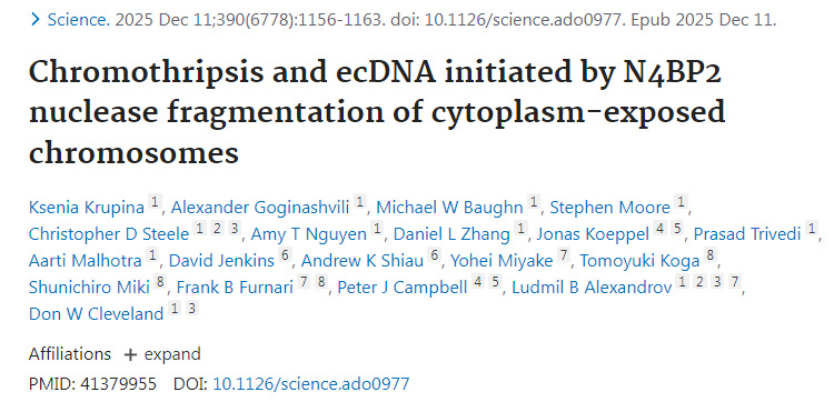 染色體碎裂與染色體外環(huán)狀DNA的形成由N4BP2核酸酶對胞質(zhì)暴露染色體的斷裂所引發(fā)