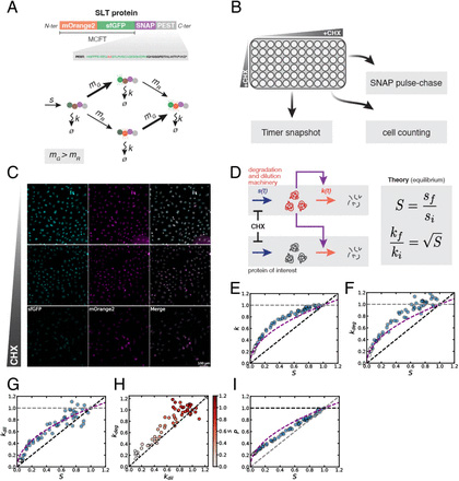 經(jīng)環(huán)己酰亞胺（CHX）處理后，S、P、k<sub>deg</sub>和k<sub>dil</sub>之間的關(guān)聯(lián)符合被動適應(yīng)模型