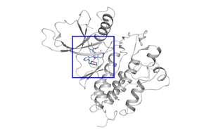 Sevabertinib：一種可逆性HER2抑制劑在肺癌中的臨床前活性與臨床潛力