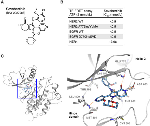sevabertinib是一種針對HER2外顯子20插入突變的高效選擇性抑制劑