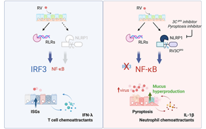 干擾素反應(yīng)是對抗鼻病毒感染的關(guān)鍵