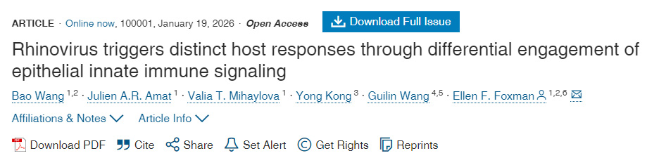 鼻病毒通過(guò)差異性利用上皮細(xì)胞先天免疫信號(hào)傳導(dǎo)機(jī)制觸發(fā)不同的宿主反應(yīng) 鼻病毒通過(guò)差異性利用上皮細(xì)胞先天免疫信號(hào)傳導(dǎo)機(jī)制觸發(fā)不同的宿主反應(yīng)