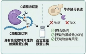 胰蛋白酶在生物技術(shù)產(chǎn)業(yè)中的應用全景圖