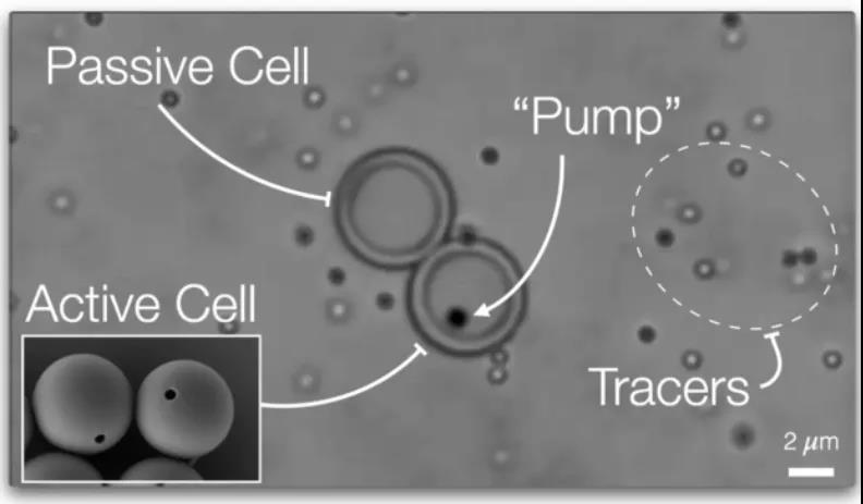 Nature重磅：離人造生命又近一步？具有主動(dòng)運(yùn)輸能力的“人造細(xì)胞”問(wèn)世！