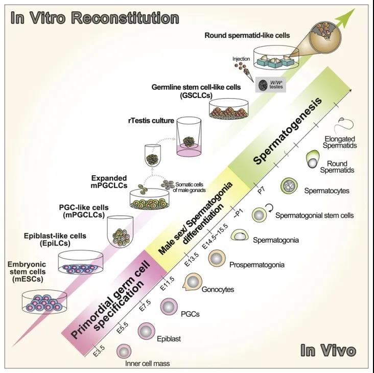 Cell子刊：再創(chuàng)生命奇跡！科學(xué)家利用多能干細(xì)胞成功培育人造精子，可生育健康后代