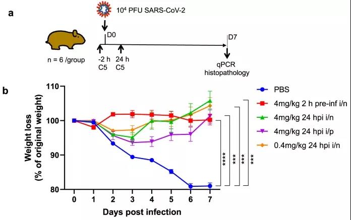 羊駝?wù)仁澜纾靠茖W家發(fā)現(xiàn)，理想的COVID-19疫苗可能來自這一“神獸”