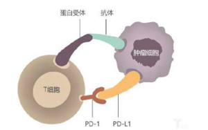 西寶生物提供各類小分子抑制劑