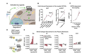 Cell突破：吃貨大軍感動哭！科學(xué)家找到一條新的燃脂通路，具有持久生效潛力