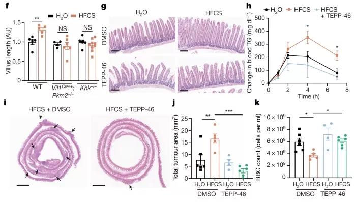Nature：為啥喝奶茶容易長胖？ 果糖促進(jìn)腸道絨毛增長，累積脂肪