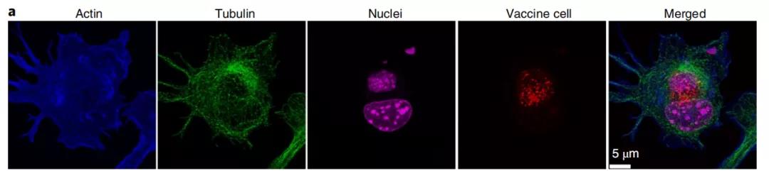 癌癥疫苗重大進(jìn)展！ 《nature》子刊：科學(xué)家發(fā)明通過(guò)腫瘤細(xì)胞的低溫硅化來(lái)制造癌癥疫苗的技術(shù)