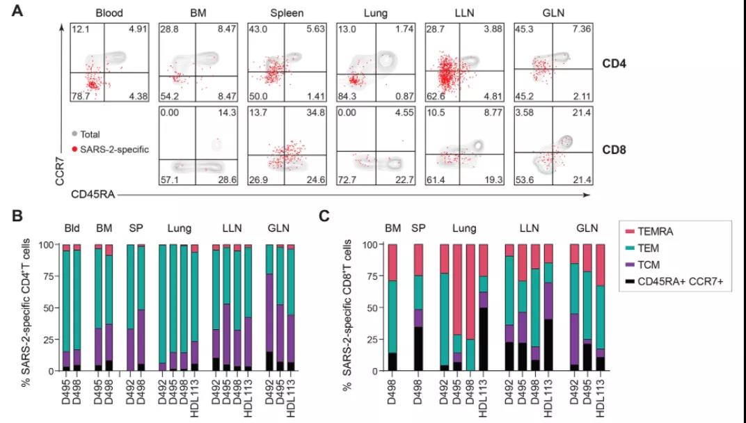 《Science》子刊：發(fā)現(xiàn)新冠感染具有長期免疫記憶，疫苗效果或可再強(qiáng)化！