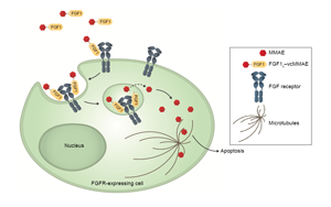 Cell子刊：糖尿病治療新突破！科學(xué)家發(fā)現(xiàn)了獨(dú)立于胰島素之外的新降糖途徑