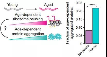 核糖體停頓+蛋白質(zhì)失衡，時間這把“殺豬刀”！