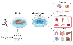 基于DNBelab C4和DNBSEQ測序技術(shù)，中科院、華大研究院等在單細胞領(lǐng)域重大突破在Nature發(fā)表
