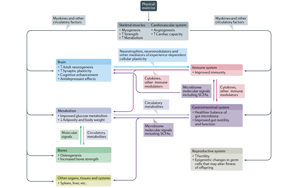 吃藥=運動？Nature子刊綜述運動“成藥”靶點及前景