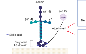 Nature子刊：威脅人類健康的兩大“殺手”病毒和癌細胞，兩強相遇誰會“陣亡”？