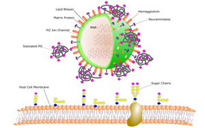 《PNAS》我們?yōu)槭裁纯偪释疤妓?？人體微生物以植物糖為食