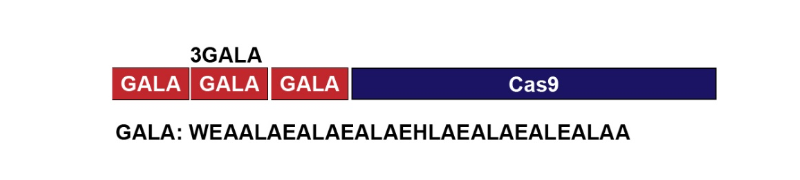 基因工程Cas9蛋白GALA內(nèi)切酶N-端肽結(jié)合的方案設(shè)計(jì)