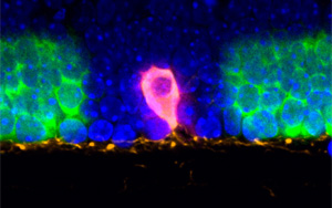 將聚光燈對(duì)準(zhǔn)組織中的細(xì)胞，這樣RNA就可以講述它們的故事！