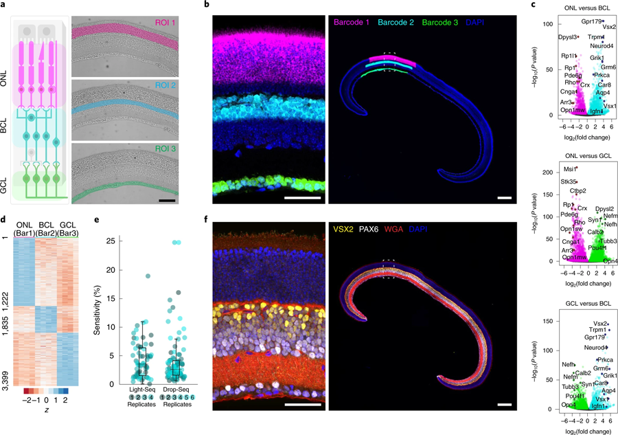 Light Seq技術(shù)應(yīng)用于小鼠冷凍視網(wǎng)膜固定區(qū)域的三個(gè)主要視網(wǎng)膜層的空間條碼編碼
