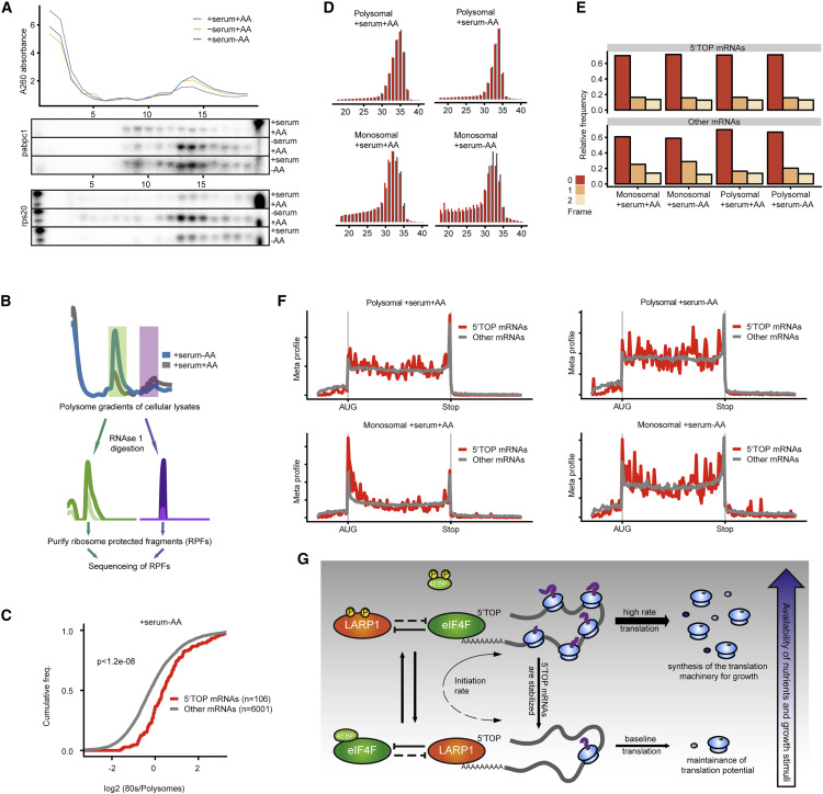 饑餓時(shí)5'TOP mRNA轉(zhuǎn)化為單體