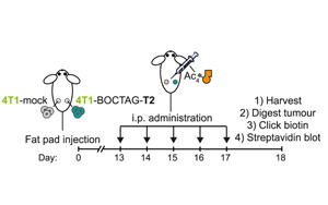 Nature子刊：標(biāo)記蛋白質(zhì)的新方法有助于追蹤疾病