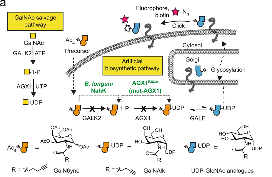 用于化學(xué)標(biāo)記UDP-GalNAc/GlcNAc類似物的人工生物合成途徑的開發(fā)