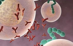 Immunity：科學(xué)家開發(fā)出EB病毒的研究性單抗