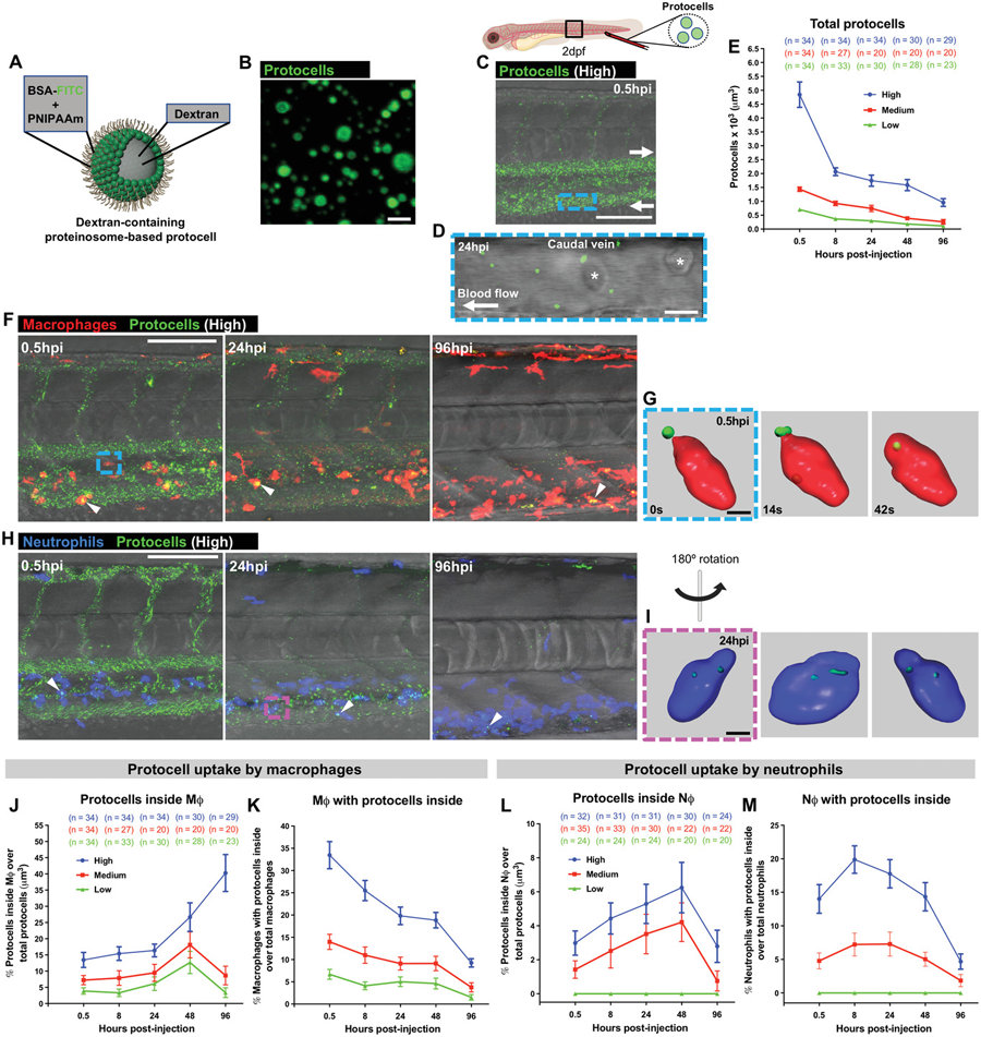 白細胞吸收了系統(tǒng)注射的自由循環(huán)原細胞體