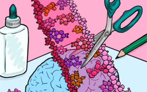 Cell Rep：隨著個(gè)體年齡的增長，大腦中RNA編輯的速度是如何增加的