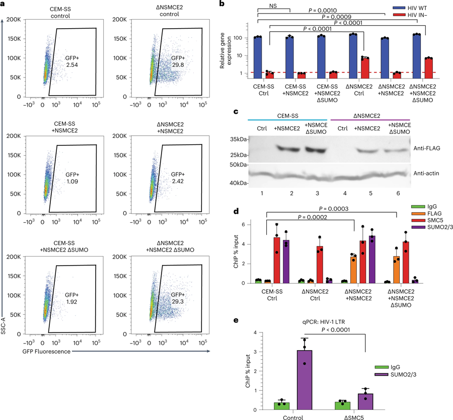 通過NSMCE2對(duì)染色質(zhì)化潛伏HIV-1 DNA進(jìn)行SUMO修飾