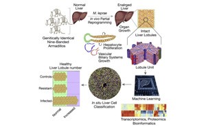 研究發(fā)現(xiàn)，古老的疾病有可能使肝臟再生？！