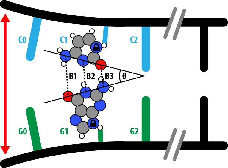 用于研究鳥(niǎo)嘌呤-胞嘧啶正則和互變異構(gòu)堿基對(duì)是如何分開(kāi)的分離方案