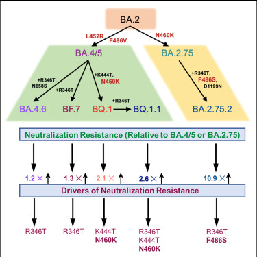SARS-CoV-2的持續(xù)變異途徑
