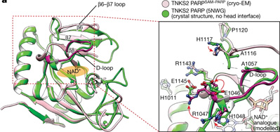 利用獲得諾貝爾獎(jiǎng)技術(shù)，Nature新研究揭示了一種涉及廣泛細(xì)胞過程的關(guān)鍵蛋白質(zhì)機(jī)制