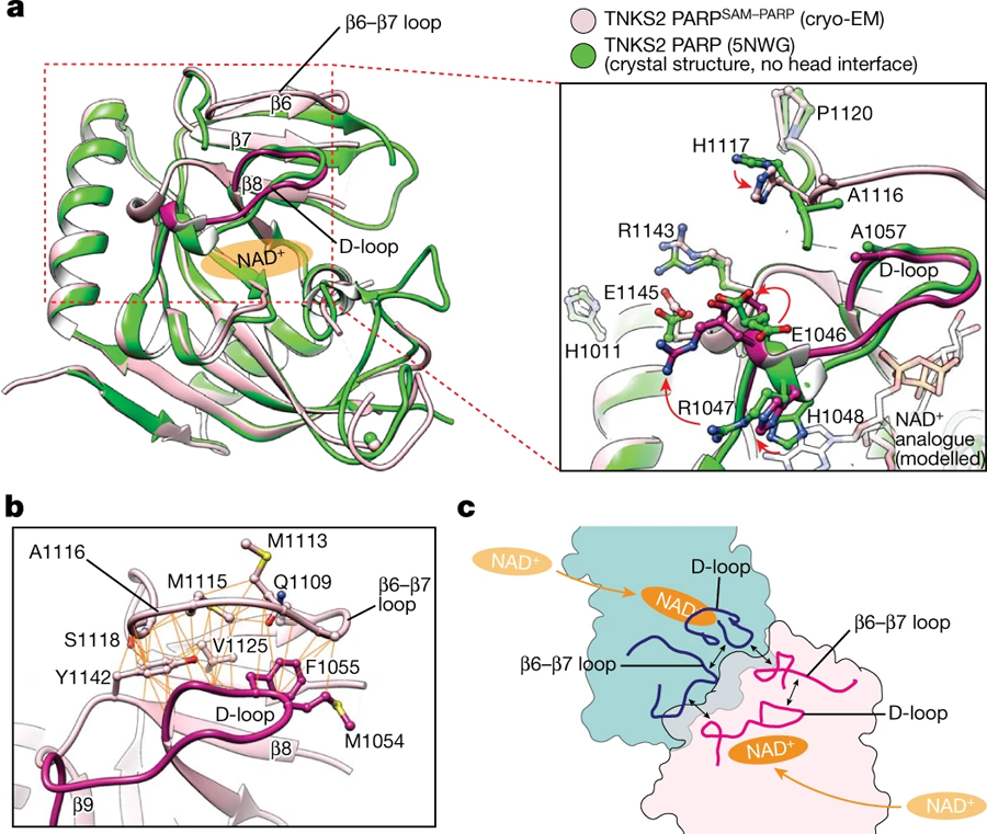 PARP–PARP頭部相互作用引起的構(gòu)象變化