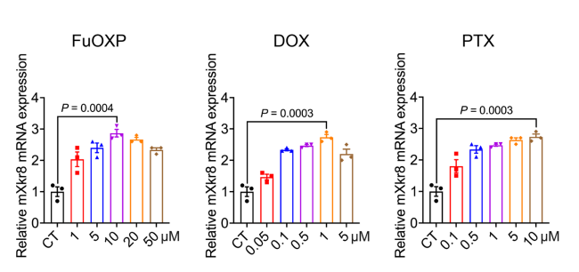 不同化療藥物對Xkr8的誘導(dǎo)作用