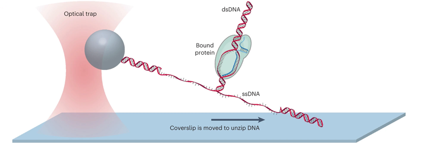 使用DNA解壓縮映射器繪制dCas與DNA相互作用的高分辨率圖