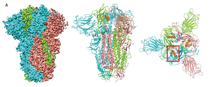 S蛋白三聚體在電子冷凍顯微鏡下，橙色分子為LA