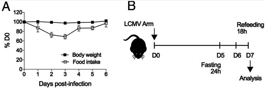 感染期間減少喂養(yǎng)會減少脾淋巴細胞數(shù)量