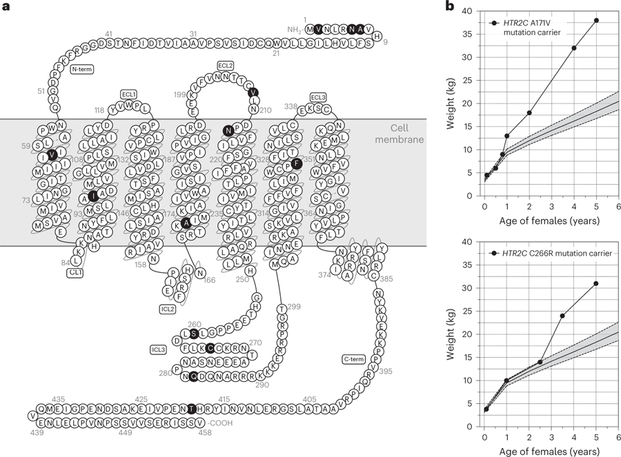 嚴重肥胖人群中發(fā)現(xiàn)的影響5-HT2CR的罕見變異