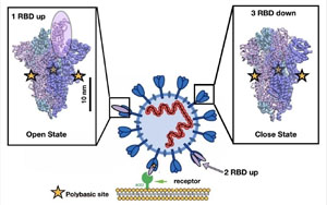 Nature最新研究找到新冠病毒的弱點(diǎn)！