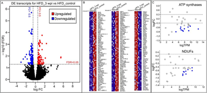 施用Spp病毒誘導HFD小鼠心臟轉錄組長期變化