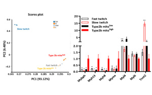 帕金森治療有望！科學(xué)家在小鼠四肢中發(fā)現(xiàn)“超快”肌肉纖維