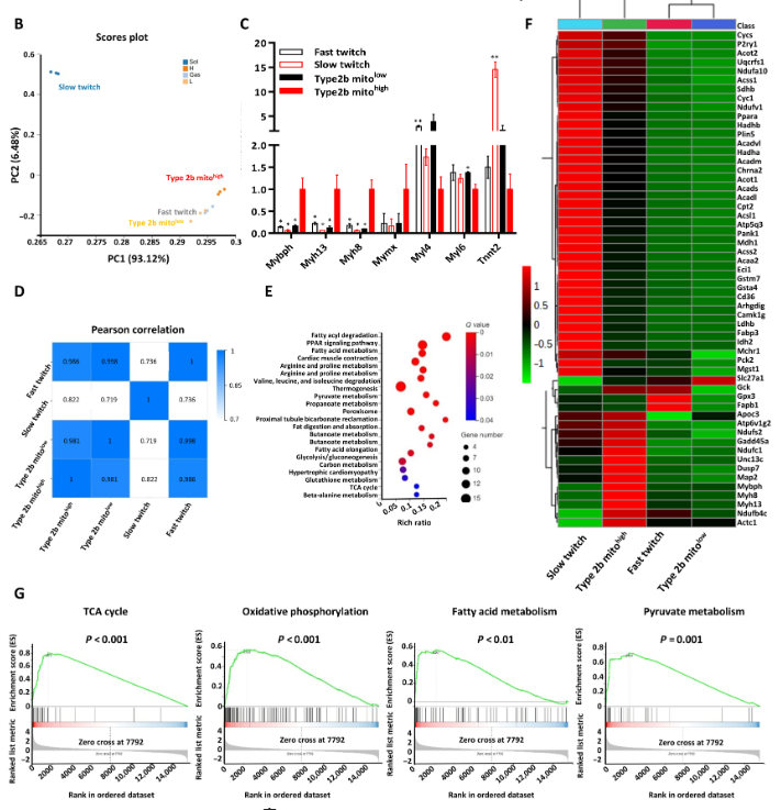 空間轉(zhuǎn)錄組學(xué)顯示2B mitohigh肌纖維具有EOM的特性