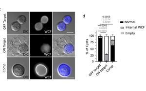 CRISPR篩選發(fā)現(xiàn)巨型病毒竟然來(lái)自小病毒！