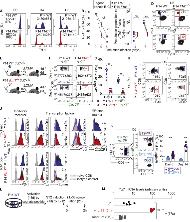 IL-33信號傳導(dǎo)促進CD8+T細胞Tcf-1表達