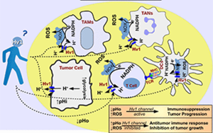 Nature子刊：能抗癌、抗感染，還能讓“造人”更順利，血液中的這種蛋白厲害了！