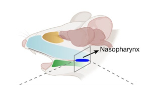 《Nature》甲流當季，大腦如何感知感染以及“布洛芬”沒效果的原因？